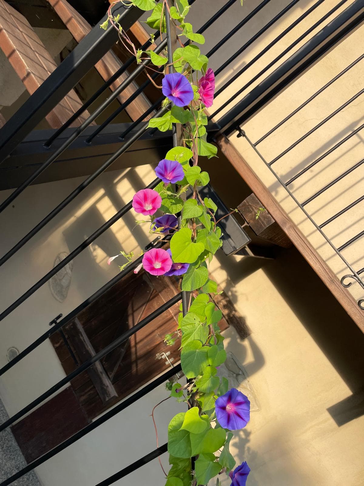 flowers.jpeg
